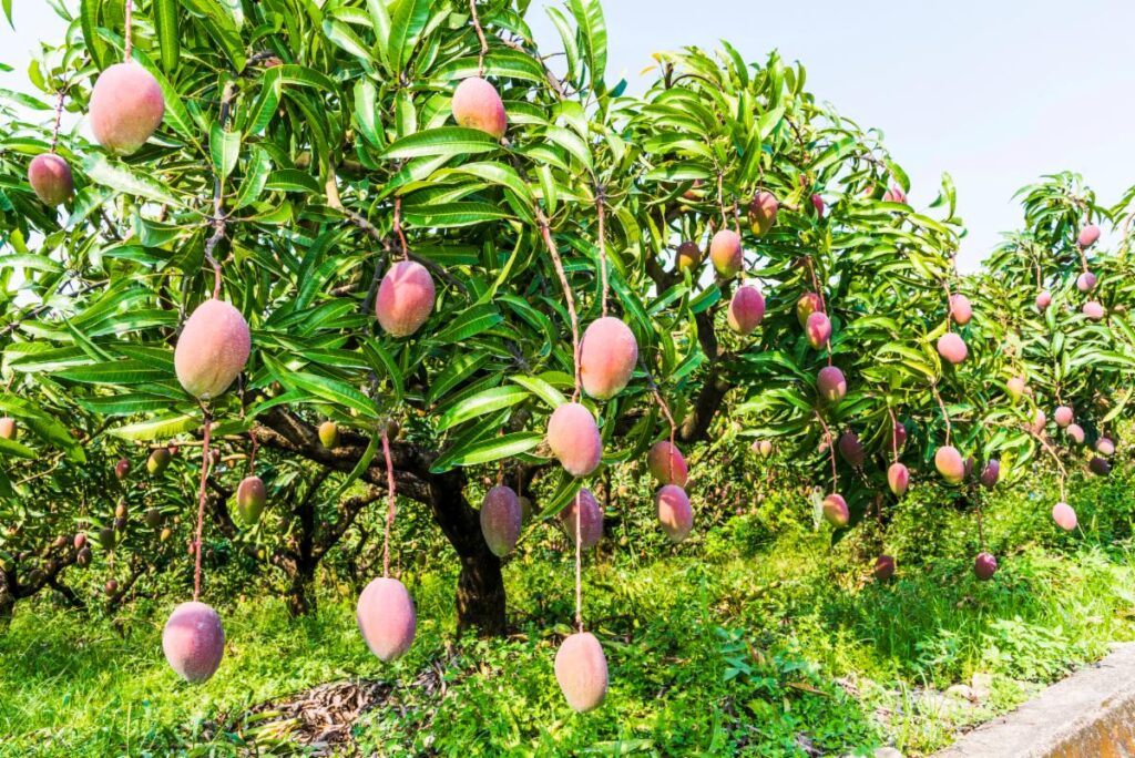 mango trees 