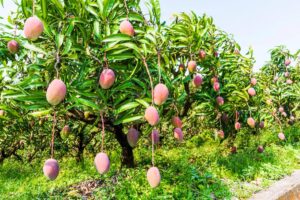 mango trees
