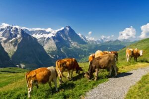 cows