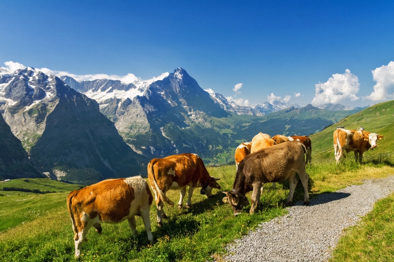 cows
