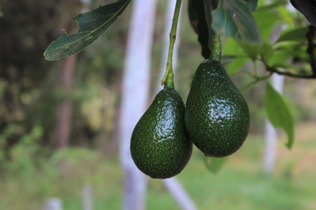 avocado